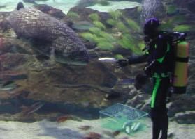 Aquarium diver feeding fish