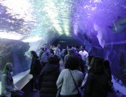 Transparent tunnel through aquarium