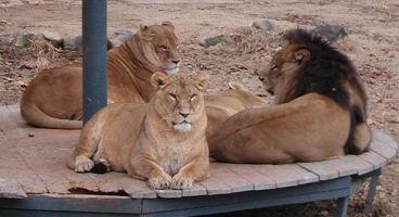 Lions lounging at Dalseong Park