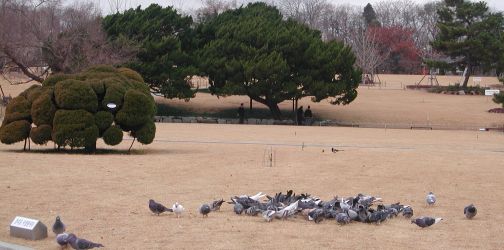 Pigeons at Dalseong Park