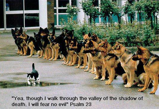 Yea, though I walk through the valley of the shadow of death, I will fear no evil